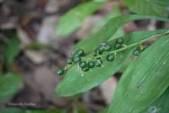 Dracaena spicata